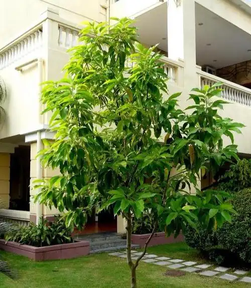 家里种一棵白兰花,好养又好看,洁白如茉莉,香气胜兰花