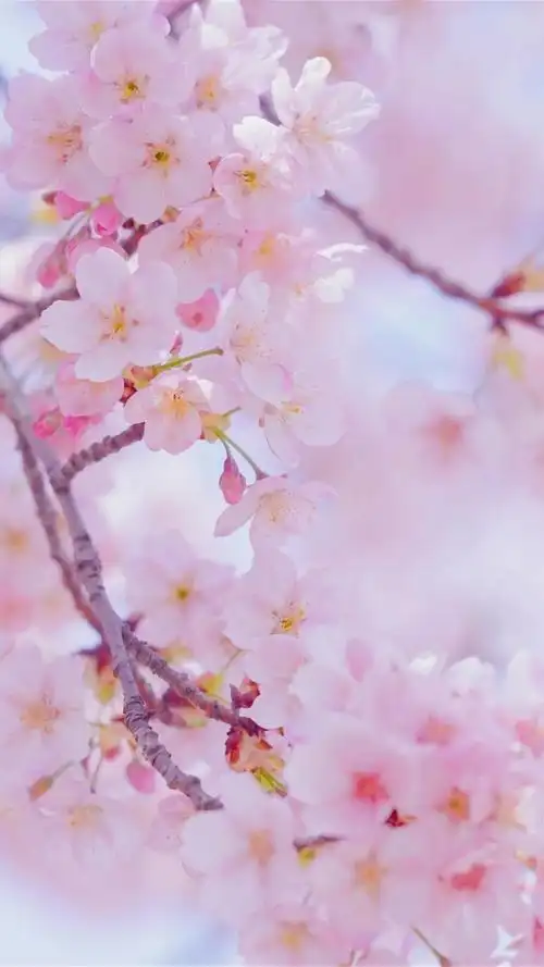 樱花大全(樱花大全网址)