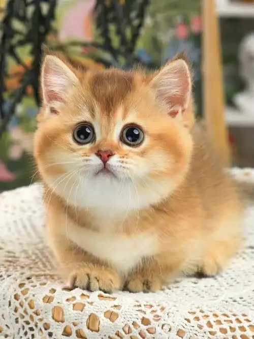 巧克力金贴地矮脚妹妹品相yyds蹲有眼缘家长#佛山猫舍  #金渐层