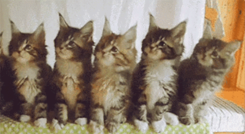 dy表情包不会保存,我录屏处理了下 和姐姐们摇起来!