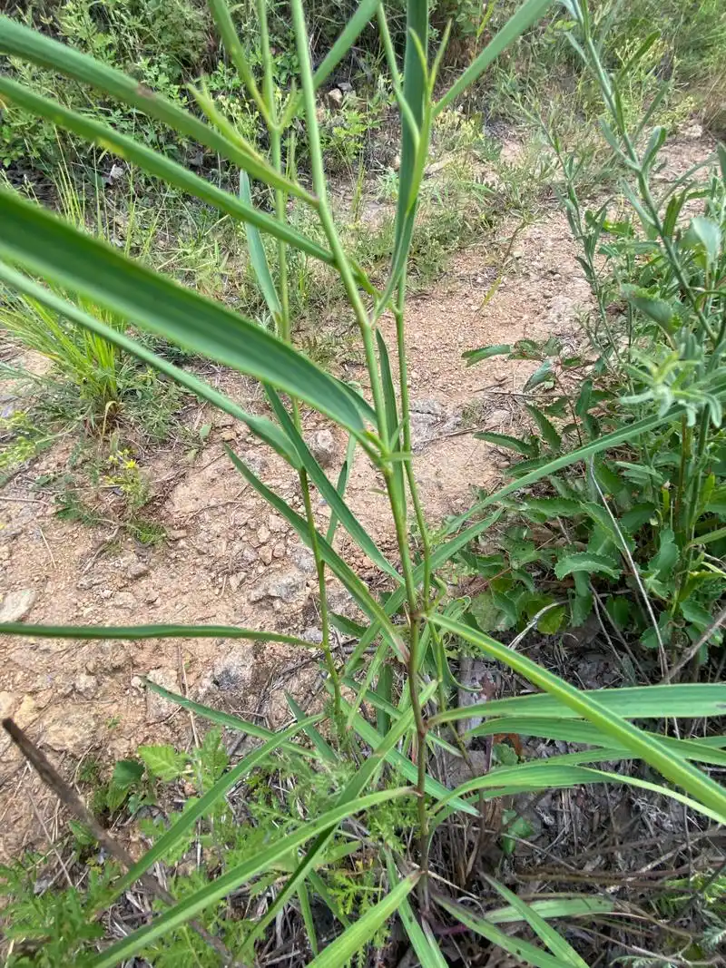 从小我们见到的多为野生,前几年回乡,发现有几亩荒地种了柴胡,随着人