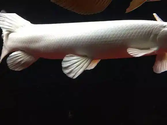 这条幽灵火箭优雅而迷人,漂亮!