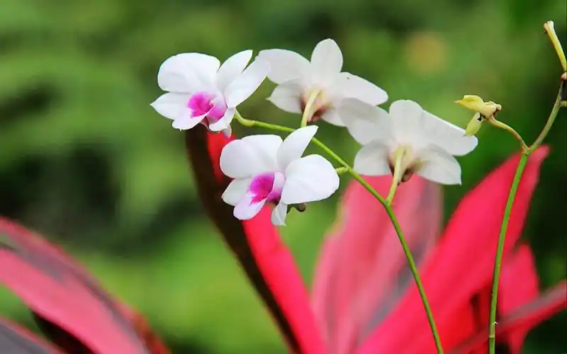 白色石斛兰,高清图片-壁纸族