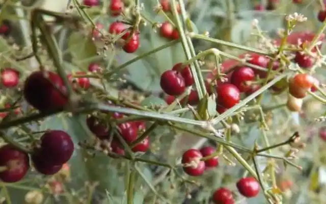 山里一种红根草药,根茎有四条棱,健胃止血效果好|草药|根茎|茜草_新浪