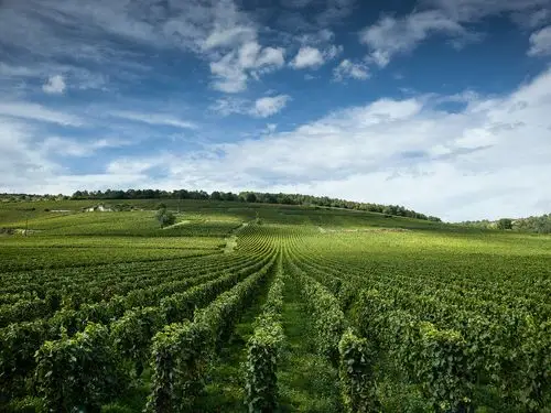 conti)酒庄,这是世界上最昂贵的庄园,也是法国最古老的葡萄酒庄园之一