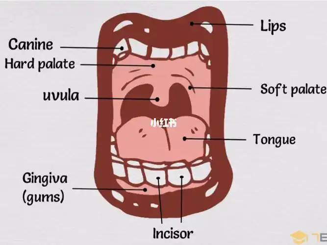 partsofthemouth嘴巴部位的英文表达