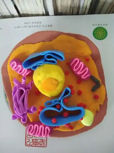 组装成功了!这些是动物细胞.