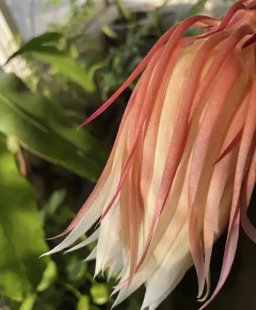 口舌生疮有一定的辅助治疗作用 而从营养学的角度来讲 这种昙花中具有