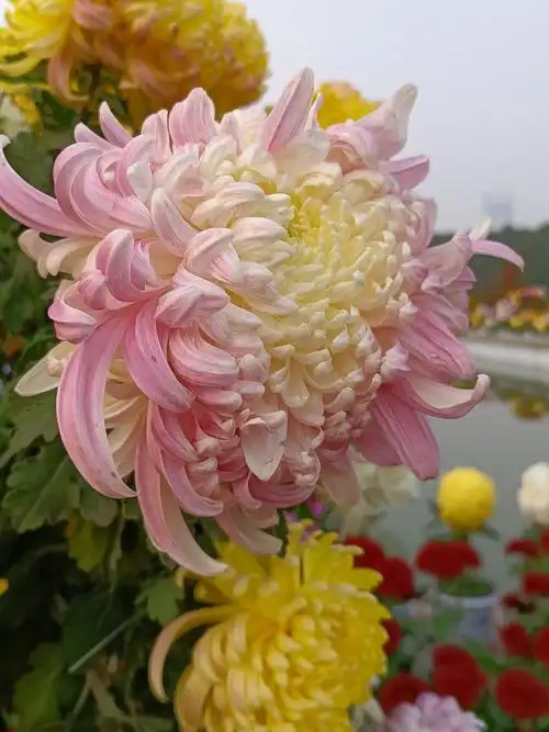 2020年宝鸡菊花展(第二集)