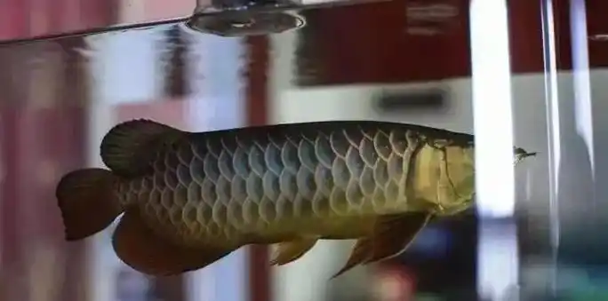 金龙鱼发色全过程图解,500个日夜记录制作不易!