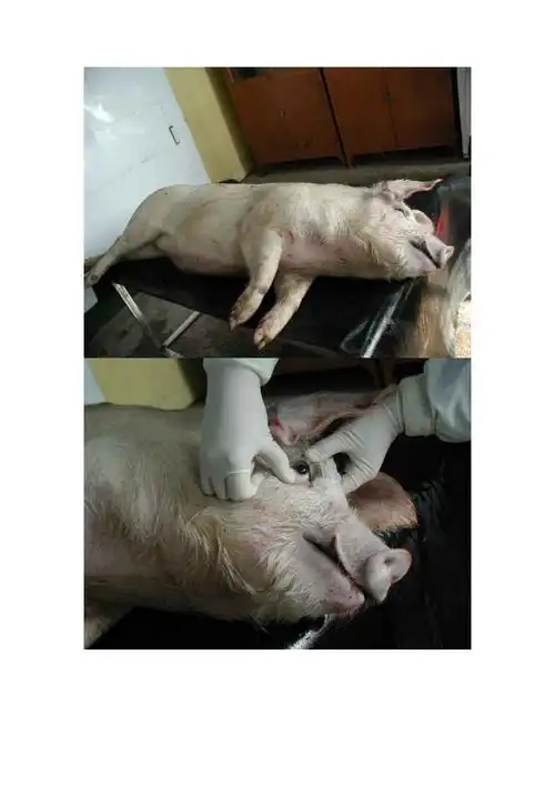 猪的病理解剖标准图word版