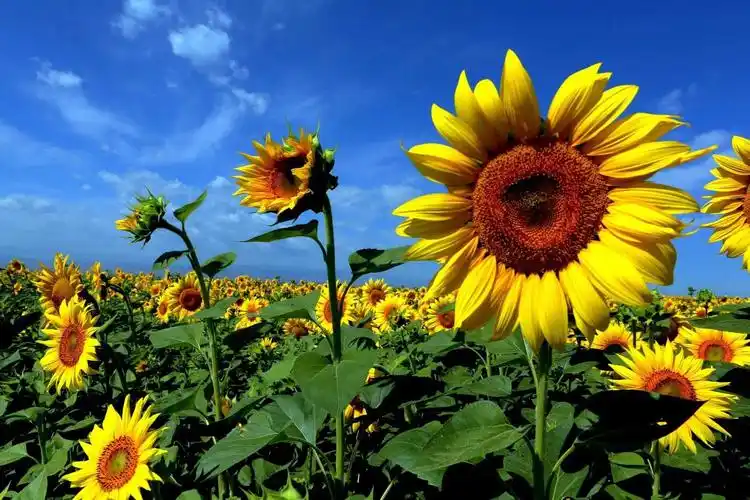 美丽中国四季分明,风景如画旅游摄影