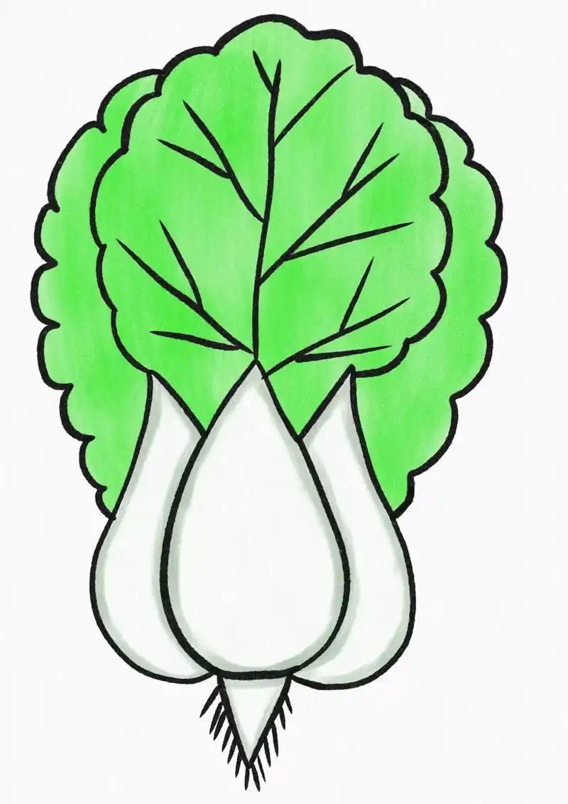 大白菜简笔画!适合幼儿园小班以上小朋友的简笔画!#简笔画 # - 抖音