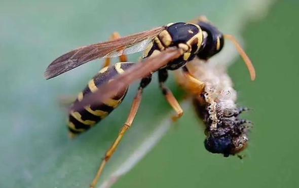 黄腰胡蜂
