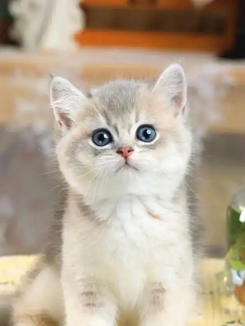 标准小蓝金super 卡哇伊小甜甜一枚#蓝金渐层  #英短蓝金渐层