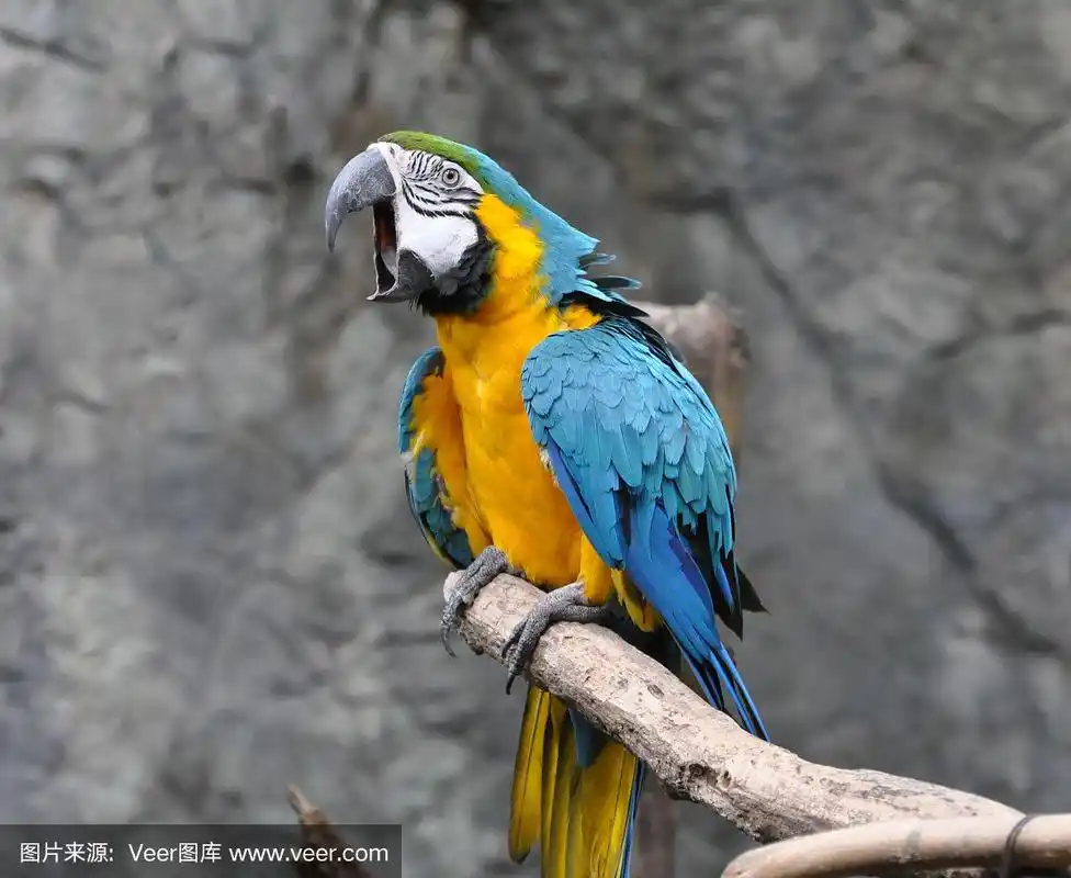 张开嘴的麦考鹦鹉