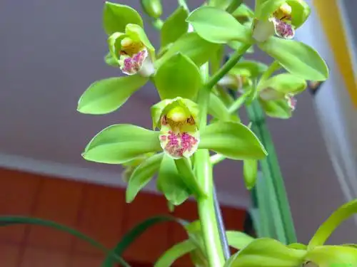 蕙兰老八种(大一品)65元一苗