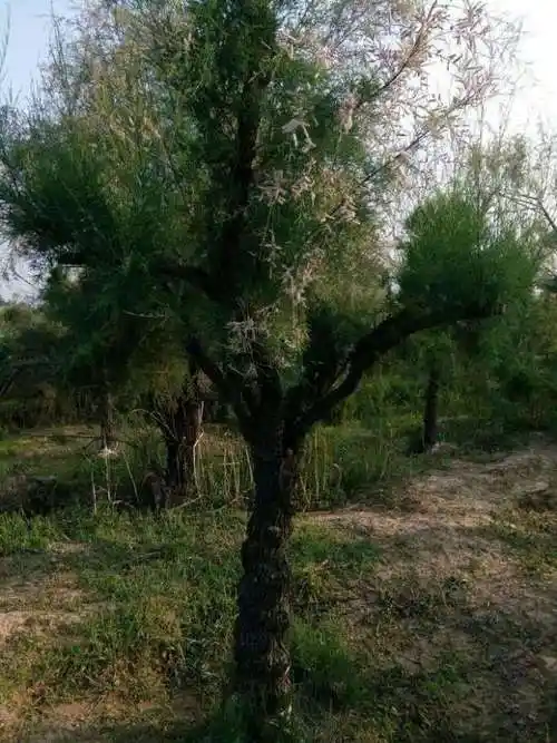 山东滨州志远盐松柽柳基地低成本盐松扮绿盐碱地