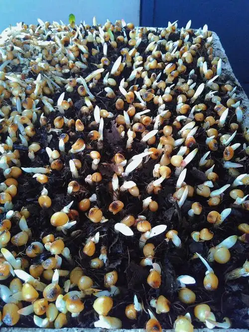 君子兰种子全部发芽了