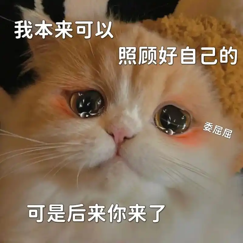 好怕你对我没了新鲜感,而我却对你有了依赖感 #猫咪表情包 # - 抖音