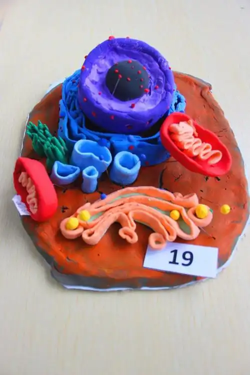 高一生物模型大赛 | 快来pick你心目中的生物(模型)大师吧!_作品