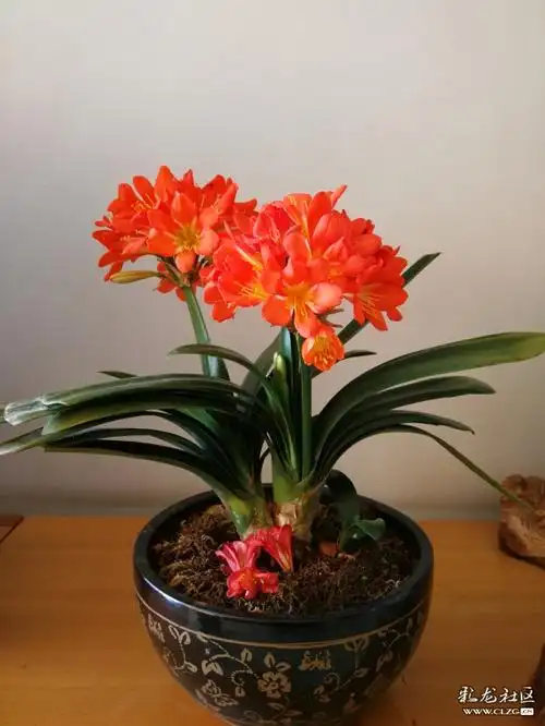 花园花语富贵君子兰