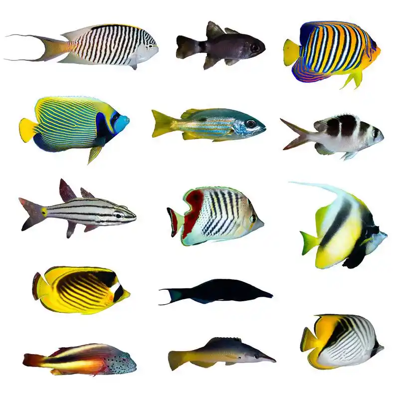 热带鱼类集合,在白色背景上的热带鱼集合.