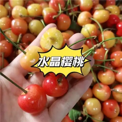 在水晶樱桃面前,美国车厘子都靠边站了!这季节居然还有水蜜桃,绝了!