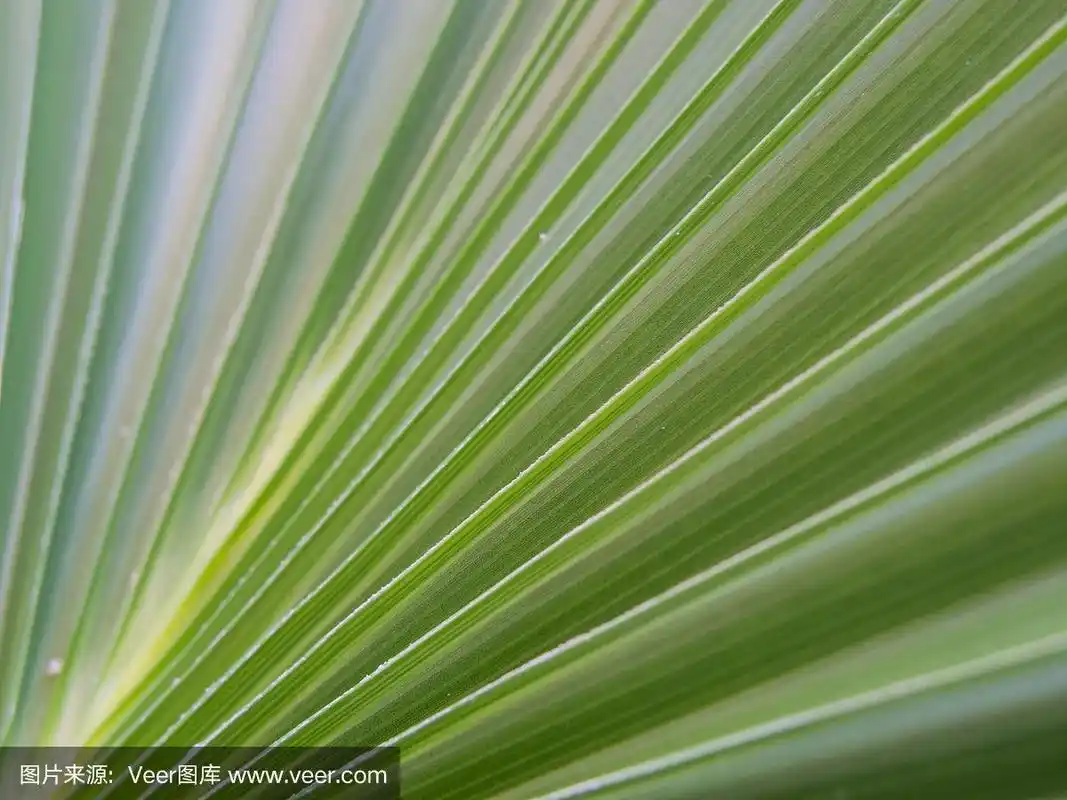 有条纹的装饰性植物叶子