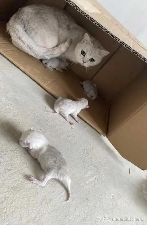 银渐层刚出生是不是很黑