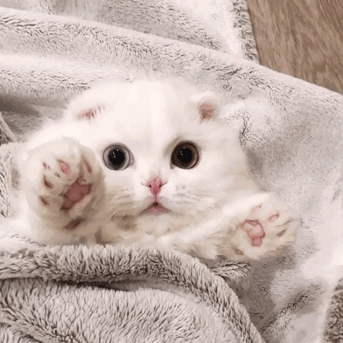 猫咪表情包 动图.可爱