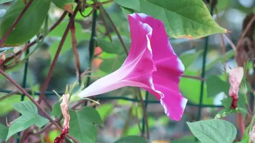 久违了大喇叭花.(牵牛花.