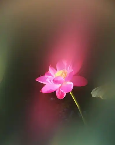 利用拉丝效果拍摄荷花弦光