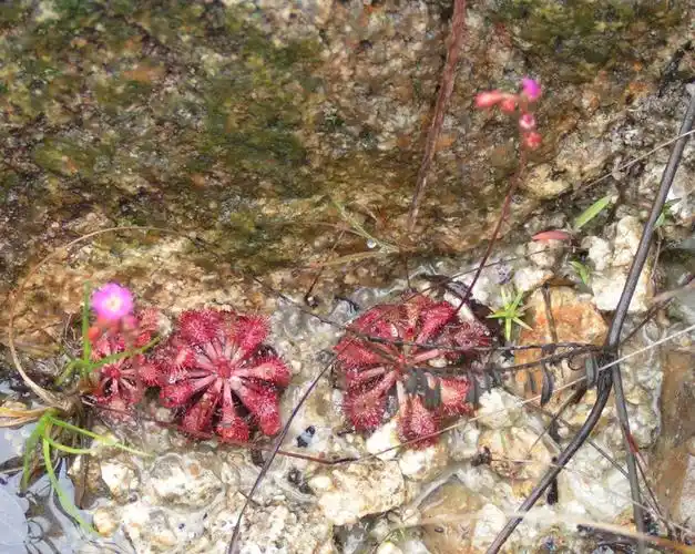 会吃虫子的锦地萝(落地金钱)