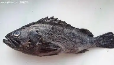 【黑鱼】近海钓黑鱼小技巧