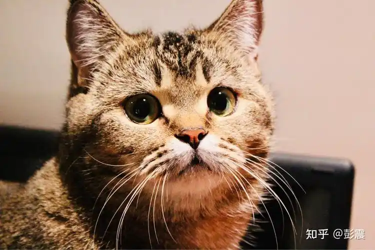 英短黑金渐层大家有了解吗