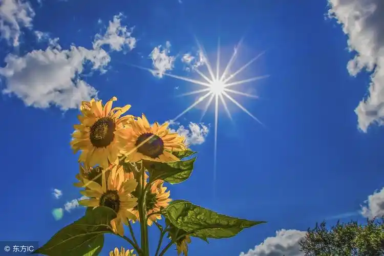 夏日炎炎的优美句段(夏日炎炎的唯美句子)