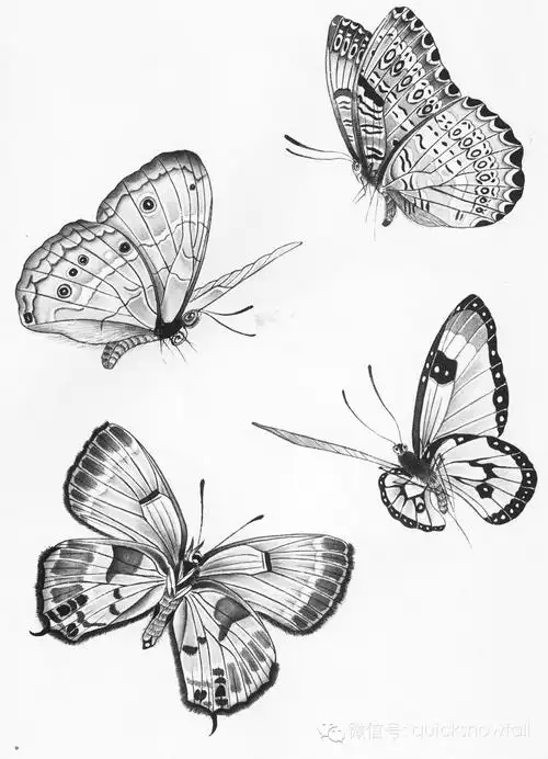 工笔蝴蝶画法与线描画谱