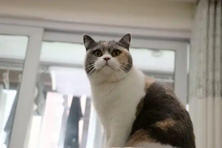 沐米宠物英国短毛猫英短三花色