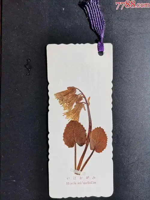 民国书签日本高山植物手工制作标本135x58mm12