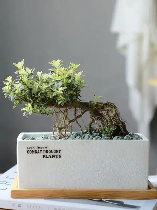 观小摆件金边悬崖提根老桩六月雪室内四季好养植物小盆景绿植雀梅盆景