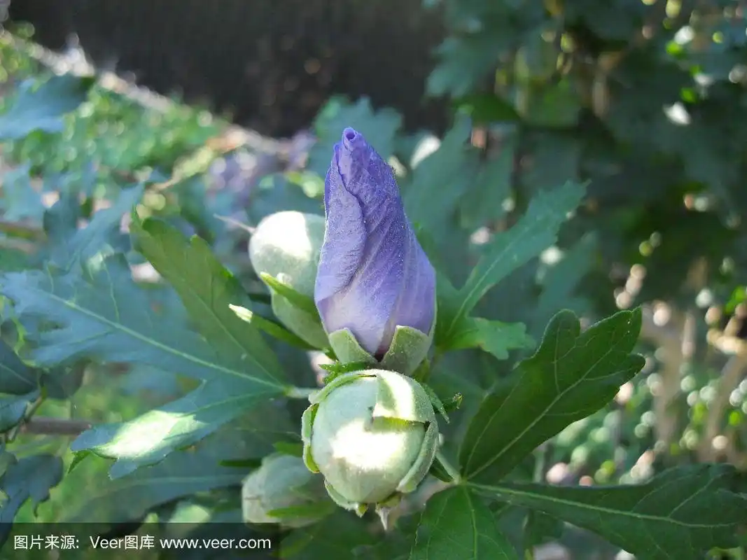 蓝芙蓉准备开花了.