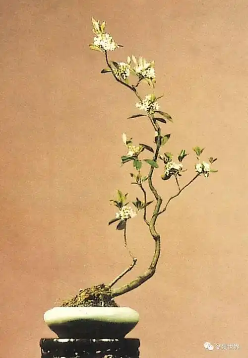 一年好景君须记最是春花烂漫时