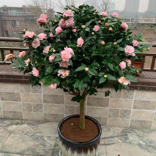 盆栽茶花怎么养(盆栽茶花的养殖方法和注意事项)