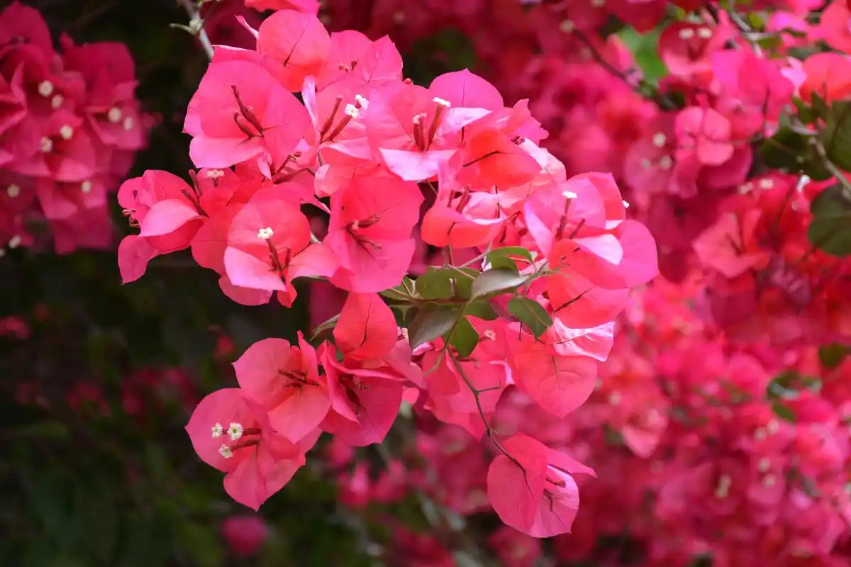 璀璨夺目--三角梅