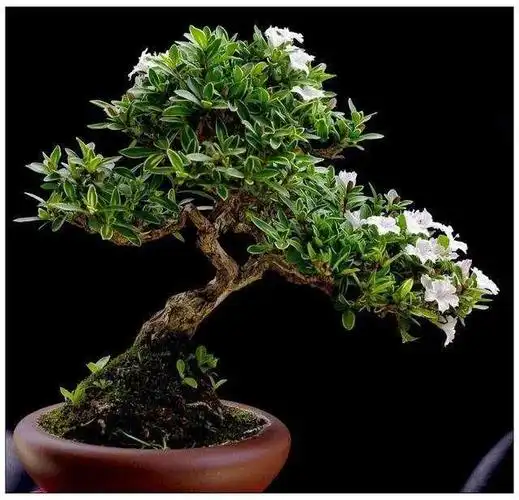 六月雪图片(六月雪盆景的养殖方法和注意事项)