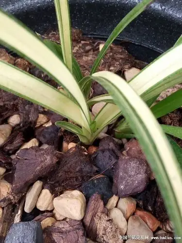 惠兰连苗变异白中透-蕙兰篇-中国兰花交易网社区