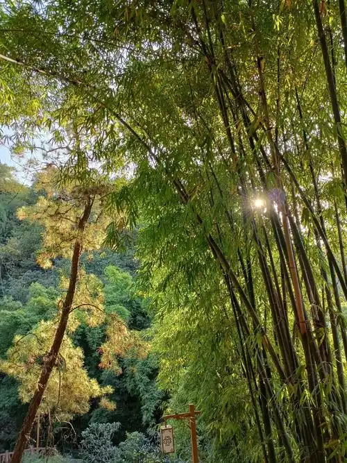 今天环境太漂亮了#感受大自然的气息和美景 #随手一拍都是美景 - 抖音