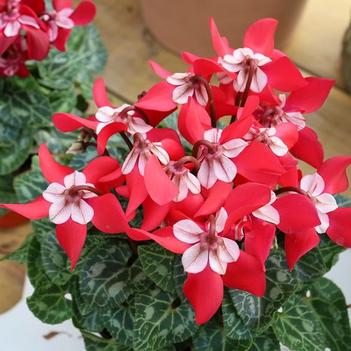 大花型仙客来盆栽植物花苞秋冬耐寒室内装饰年销北京时令草本花卉