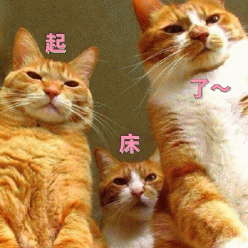起床表情包:猫咪围观喊你起床啦